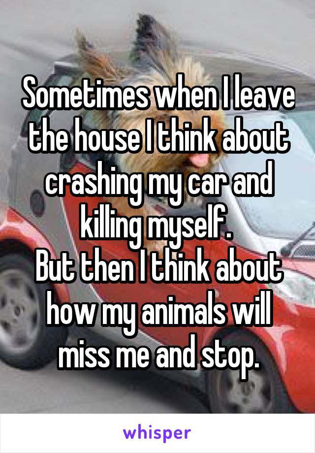 Sometimes when I leave the house I think about crashing my car and killing myself. 
But then I think about how my animals will miss me and stop.