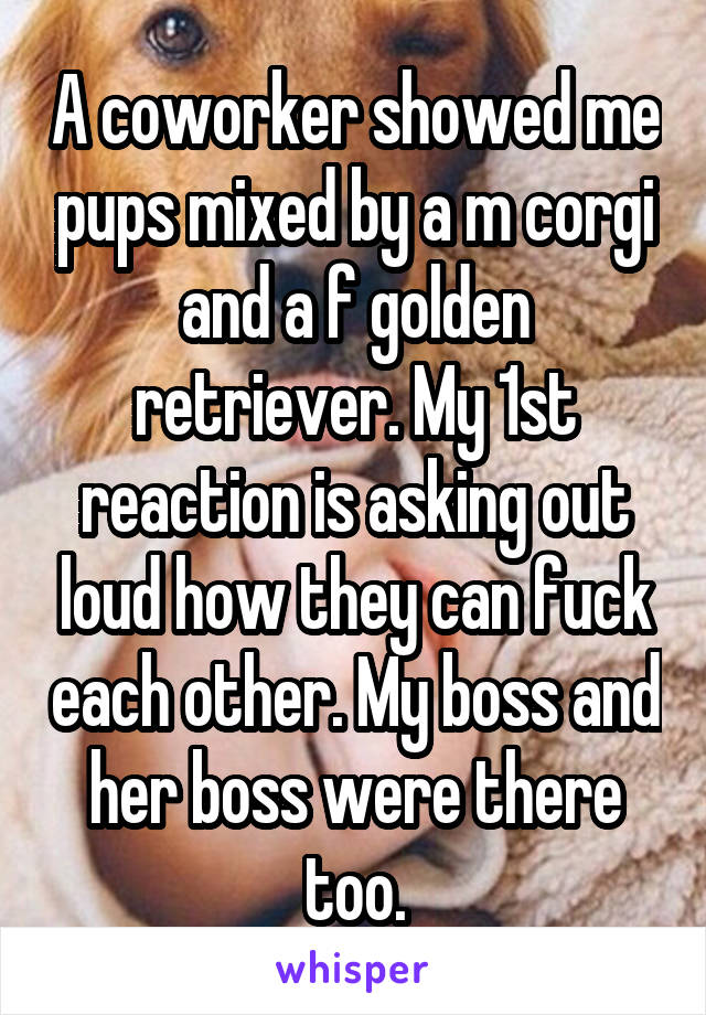 A coworker showed me pups mixed by a m corgi and a f golden retriever. My 1st reaction is asking out loud how they can fuck each other. My boss and her boss were there too.