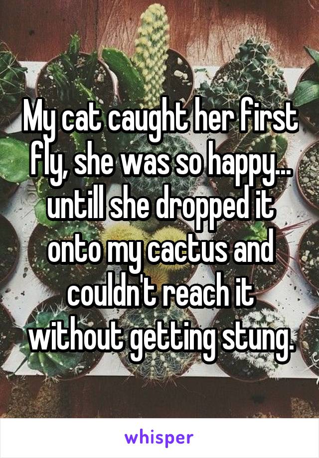 My cat caught her first fly, she was so happy... untill she dropped it onto my cactus and couldn't reach it without getting stung.
