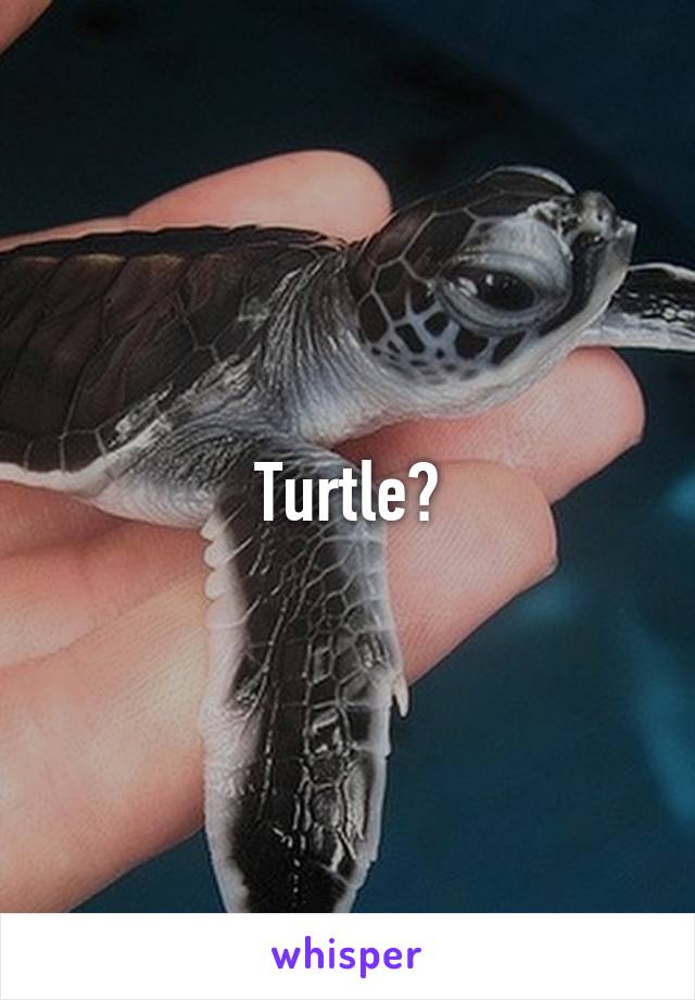 Turtle?