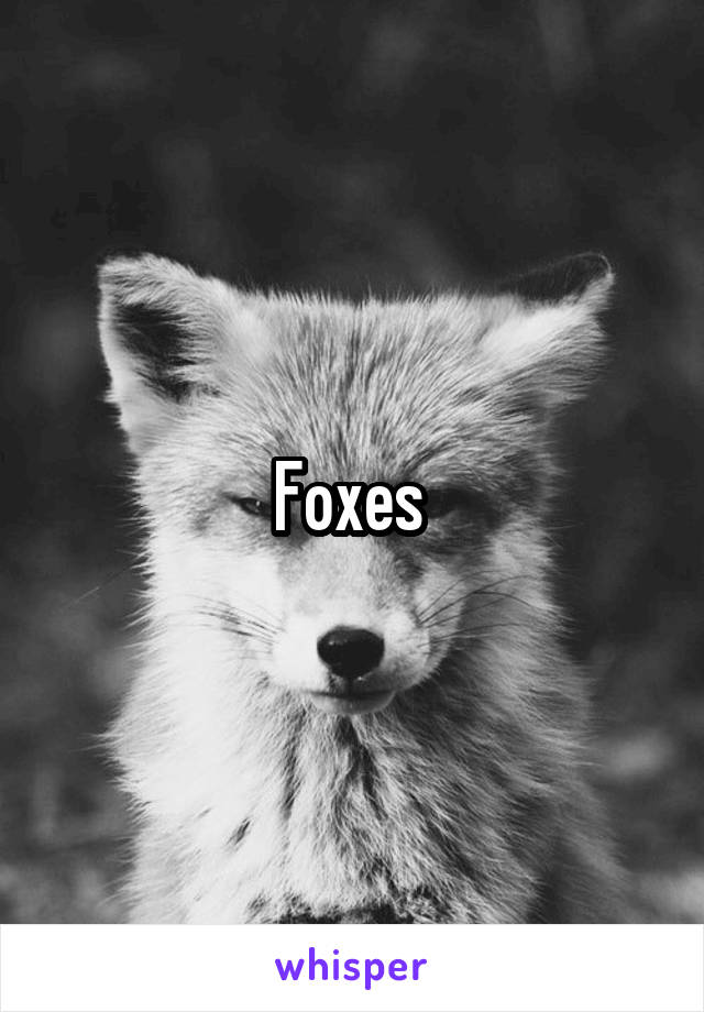 Foxes 