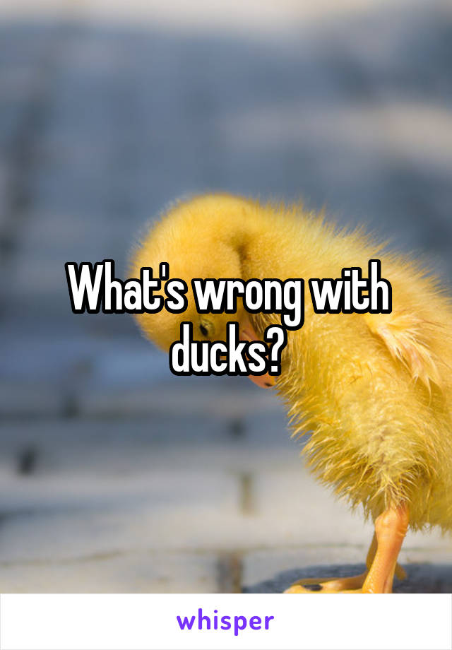 What's wrong with ducks?