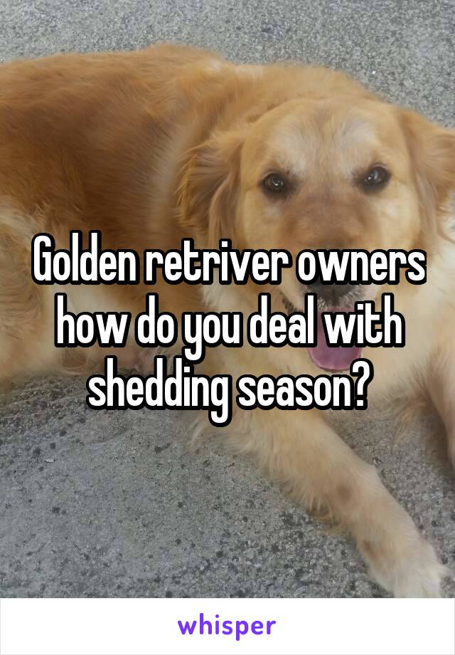 Golden retriver owners how do you deal with shedding season?