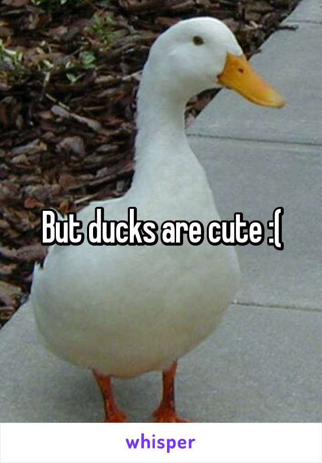 But ducks are cute :(