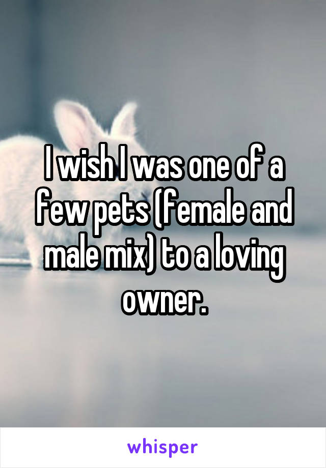 I wish I was one of a few pets (female and male mix) to a loving owner.