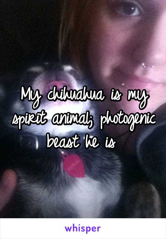 My chihuahua is my spirit animal; photogenic beast he is 