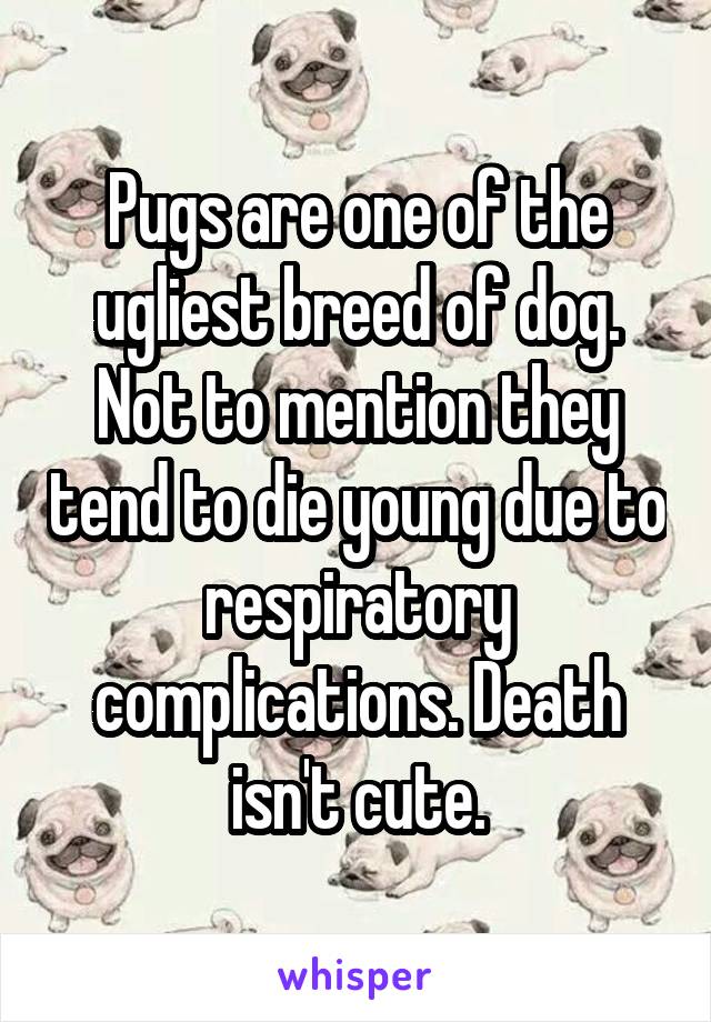 Pugs are one of the ugliest breed of dog. Not to mention they tend to die young due to respiratory complications. Death isn't cute.