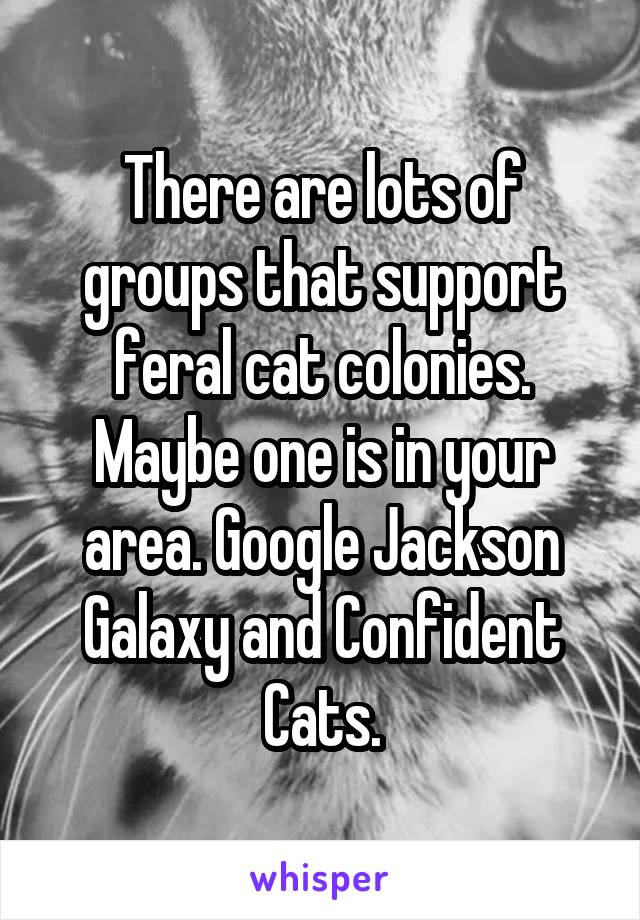 There are lots of groups that support feral cat colonies. Maybe one is in your area. Google Jackson Galaxy and Confident Cats.