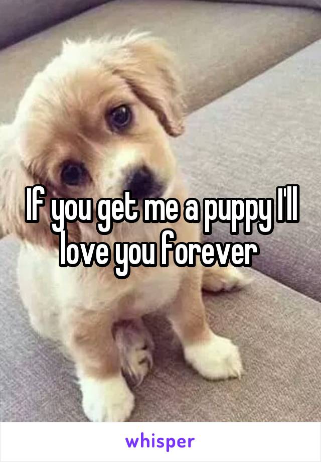 If you get me a puppy I'll love you forever 