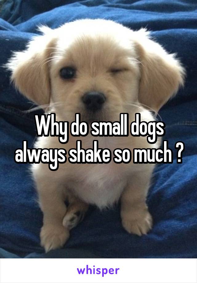 Why do small dogs always shake so much ?