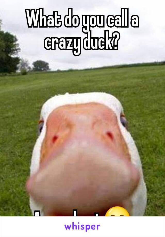 What do you call a crazy duck?







A quackpot😂