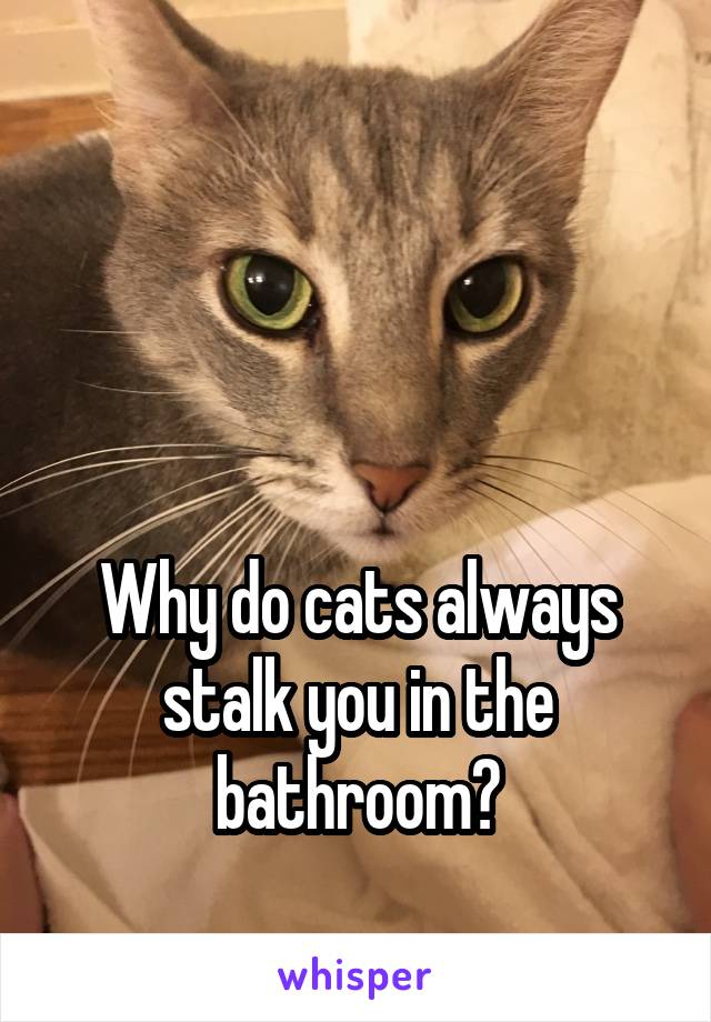 



Why do cats always stalk you in the bathroom?