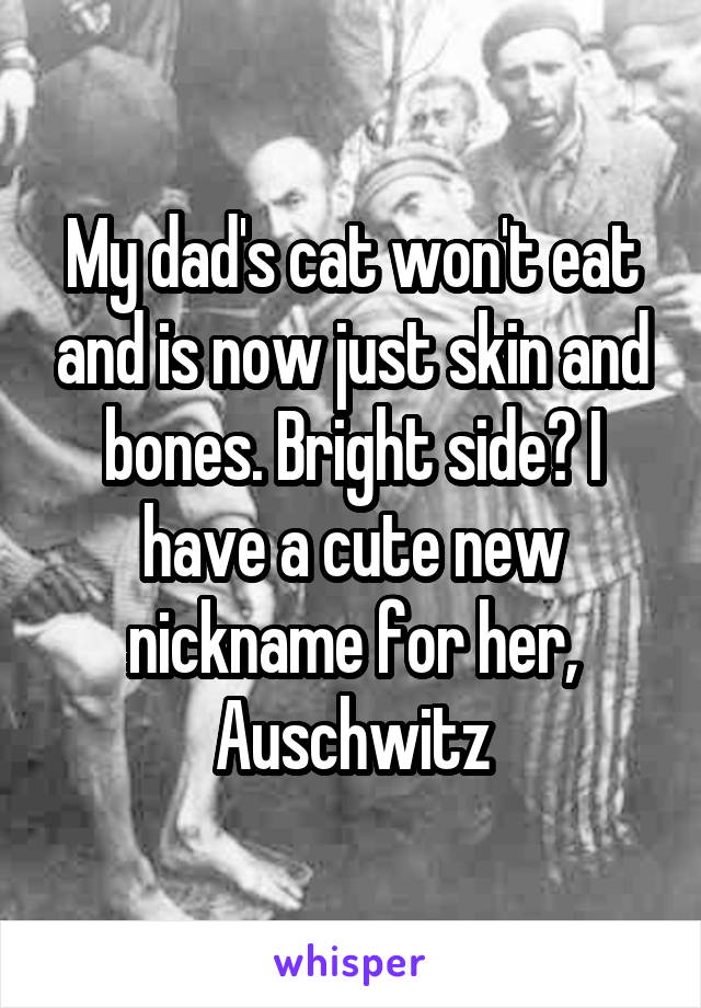 My dad's cat won't eat and is now just skin and bones. Bright side? I have a cute new nickname for her, Auschwitz