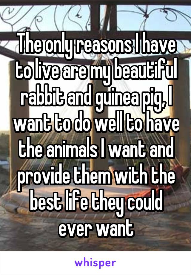 The only reasons I have to live are my beautiful rabbit and guinea pig, I want to do well to have the animals I want and provide them with the best life they could ever want