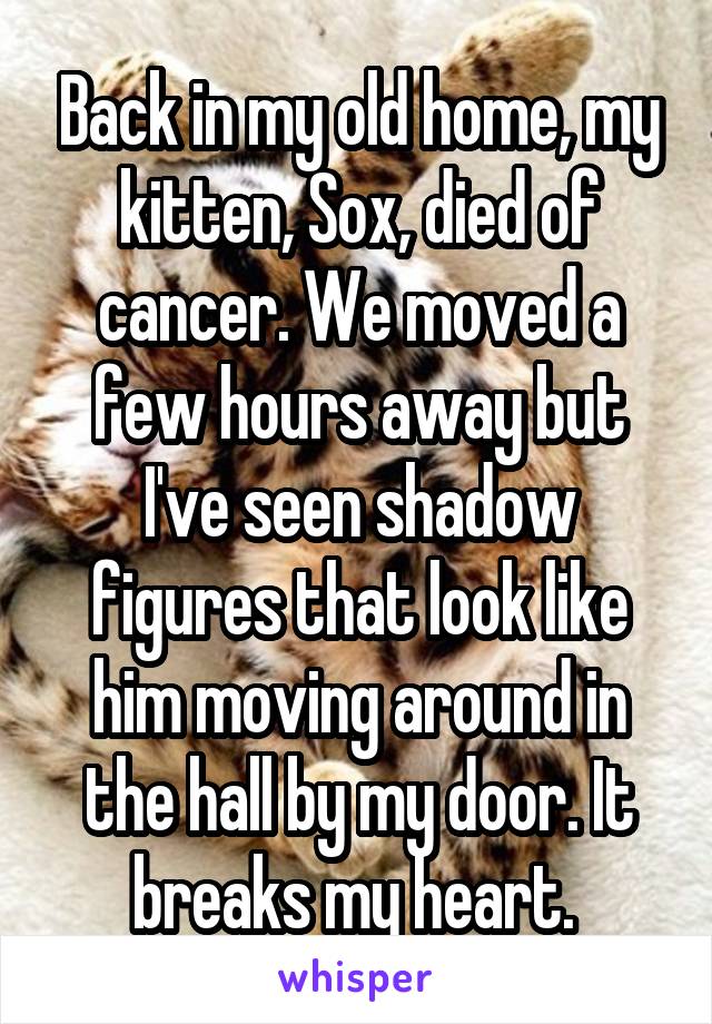 Back in my old home, my kitten, Sox, died of cancer. We moved a few hours away but I've seen shadow figures that look like him moving around in the hall by my door. It breaks my heart. 