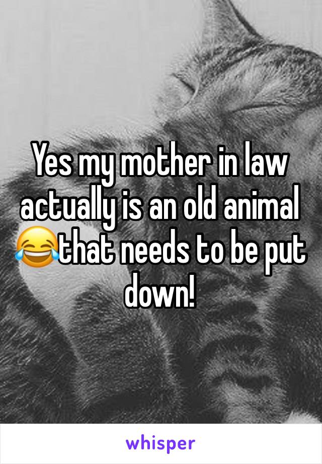 Yes my mother in law actually is an old animal 😂that needs to be put down! 