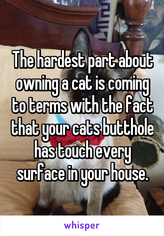 The hardest part about owning a cat is coming to terms with the fact that your cats butthole has touch every surface in your house.
