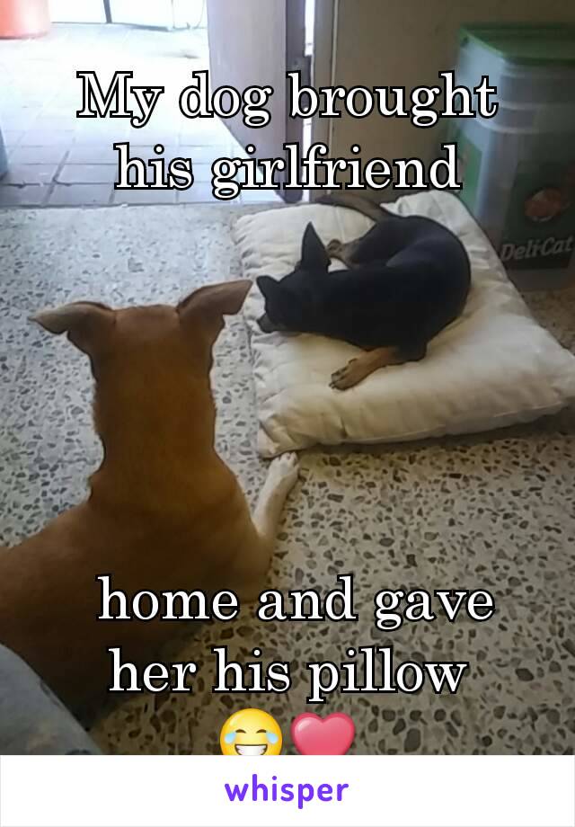 My dog brought his girlfriend





 home and gave her his pillow
😂❤