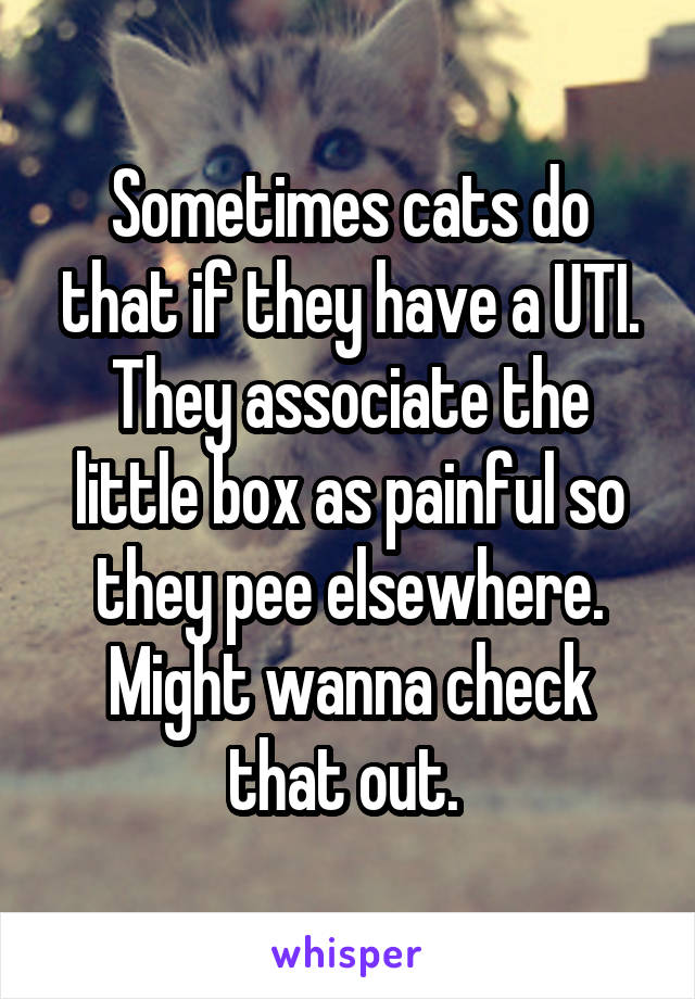 Sometimes cats do that if they have a UTI. They associate the little box as painful so they pee elsewhere. Might wanna check that out. 