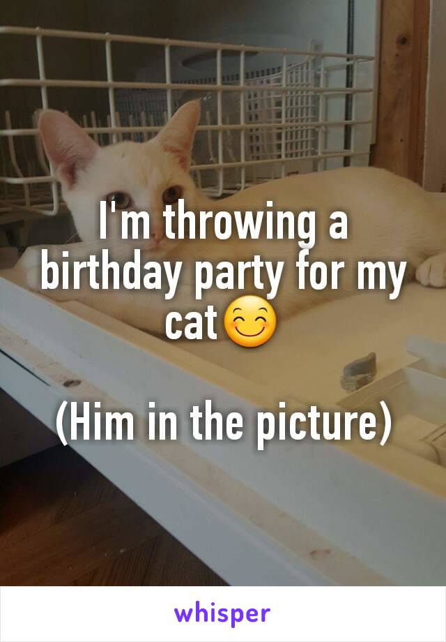 I'm throwing a birthday party for my cat😊

(Him in the picture)