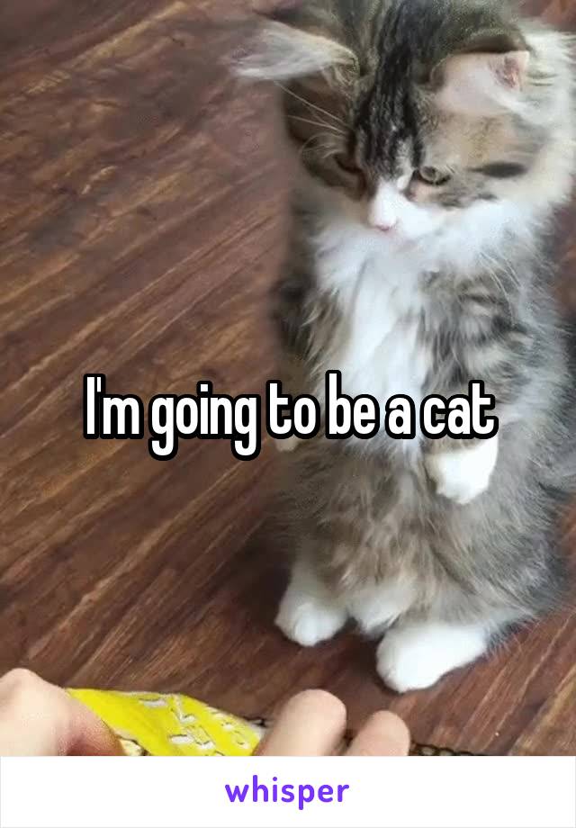 I'm going to be a cat