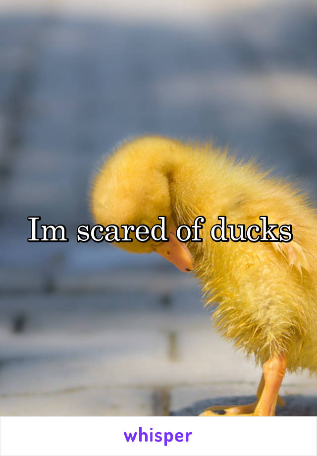 Im scared of ducks