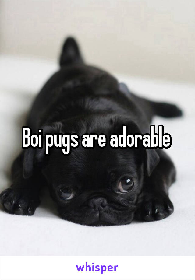 Boi pugs are adorable 