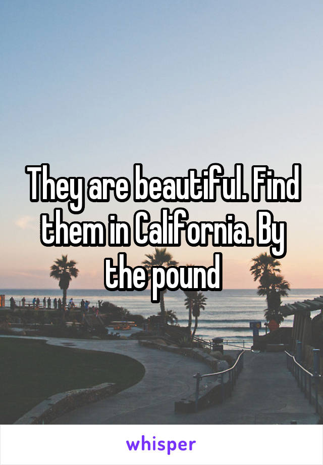 They are beautiful. Find them in California. By the pound