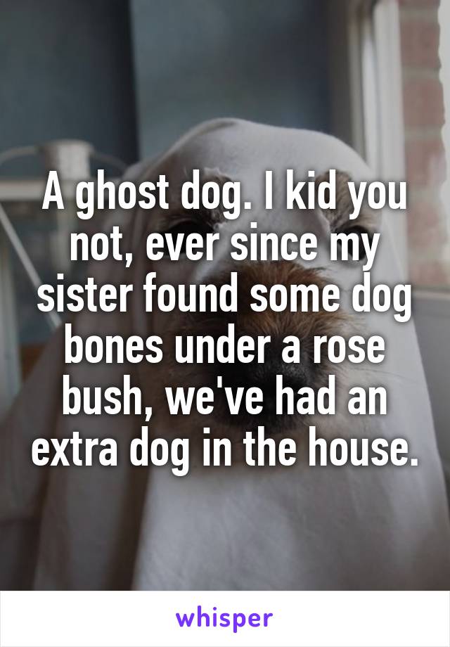 A ghost dog. I kid you not, ever since my sister found some dog bones under a rose bush, we've had an extra dog in the house.