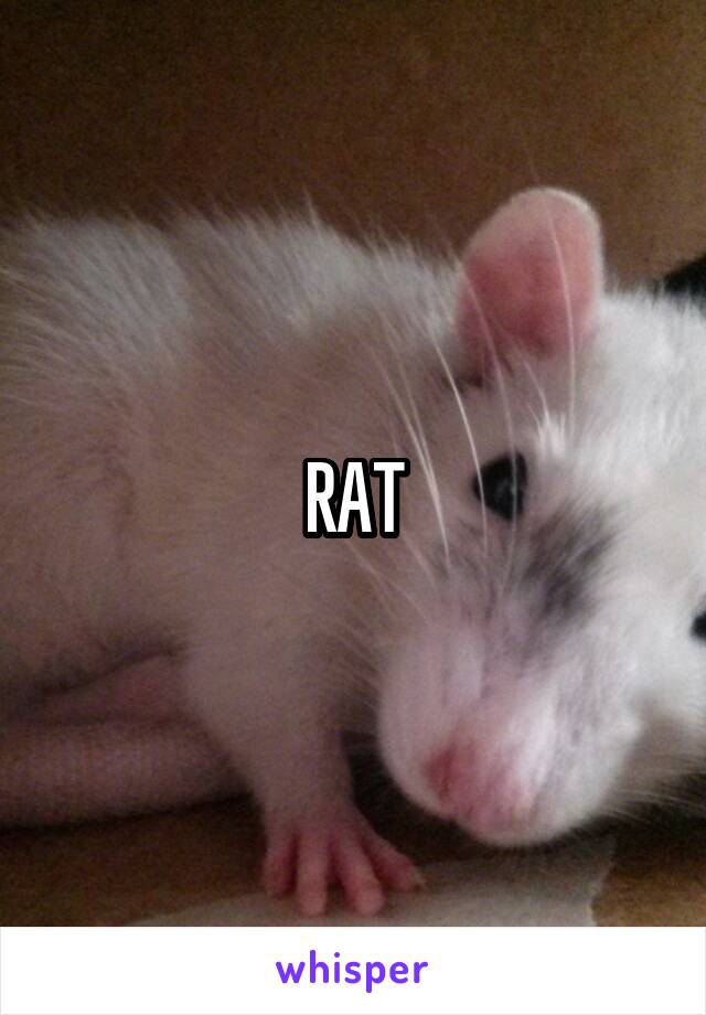 RAT
