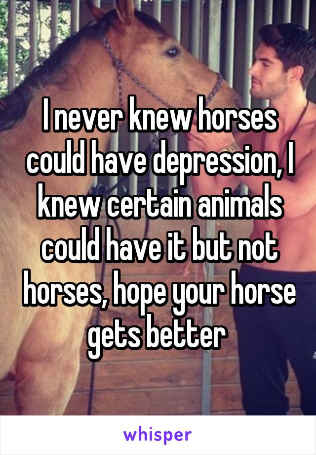 I never knew horses could have depression, I knew certain animals could have it but not horses, hope your horse gets better 