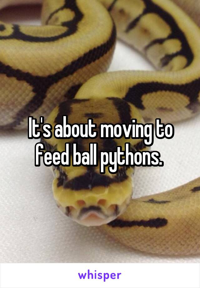 It's about moving to feed ball pythons. 