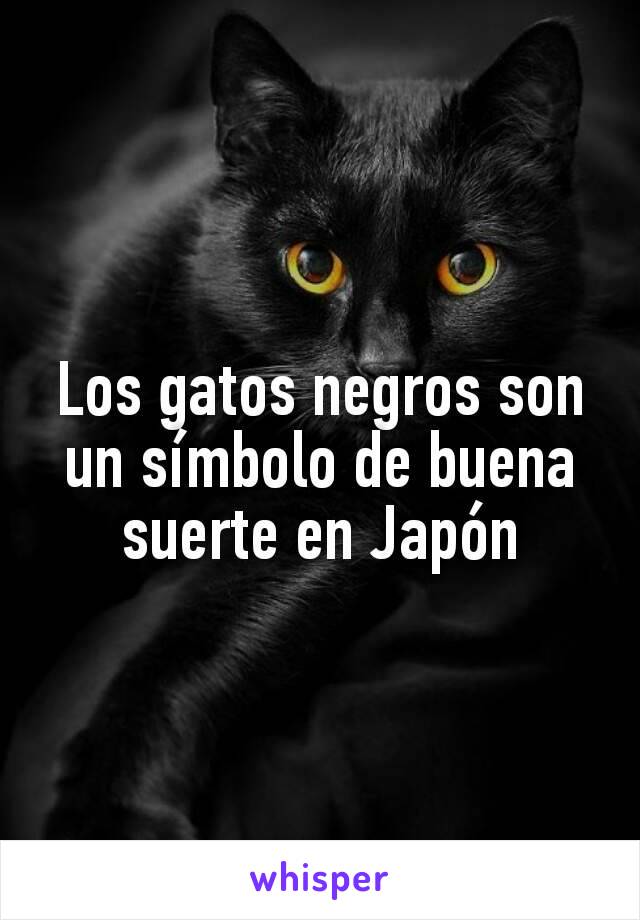 Los gatos negros son un símbolo de buena suerte en Japón