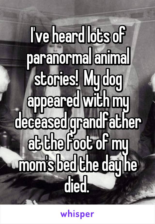 I've heard lots of paranormal animal stories!  My dog appeared with my deceased grandfather at the foot of my mom's bed the day he died. 