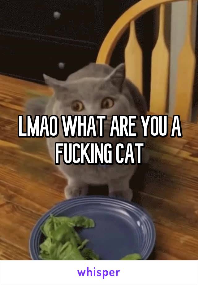 LMAO WHAT ARE YOU A FUCKING CAT