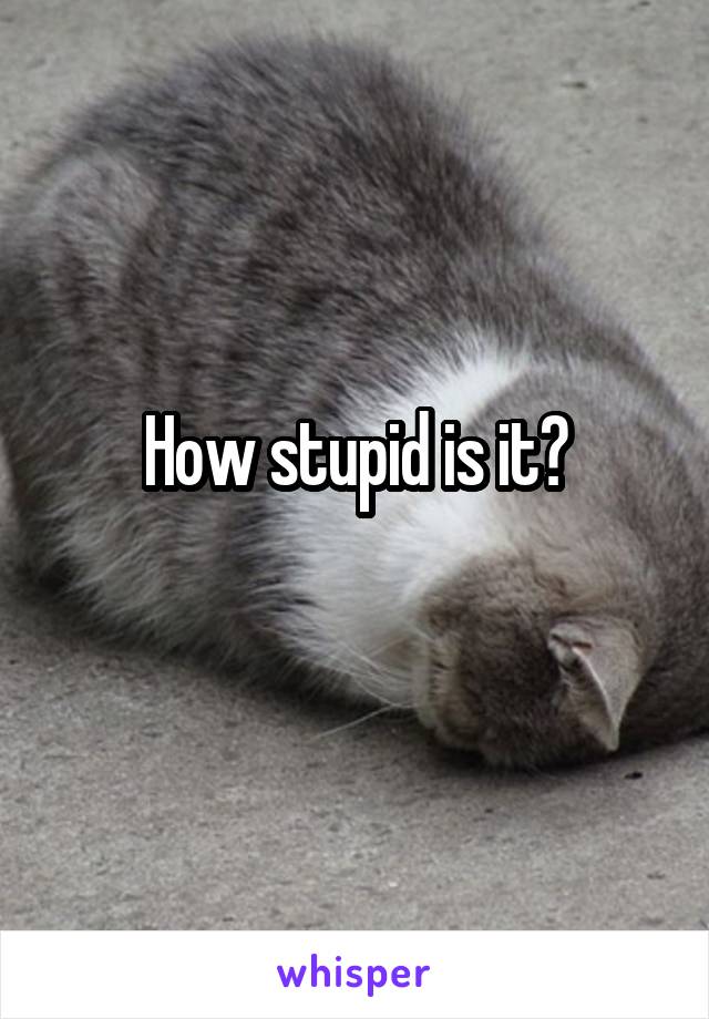 How stupid is it?
