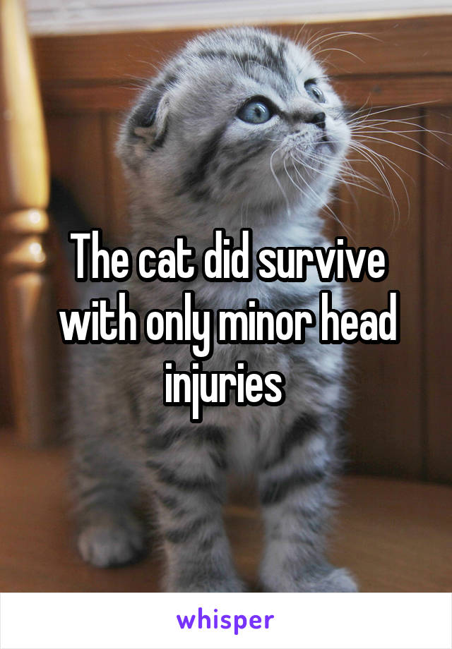 The cat did survive with only minor head injuries 
