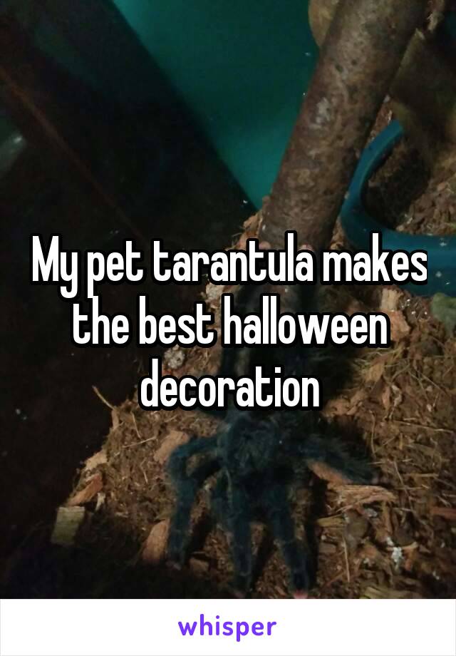 My pet tarantula makes the best halloween decoration