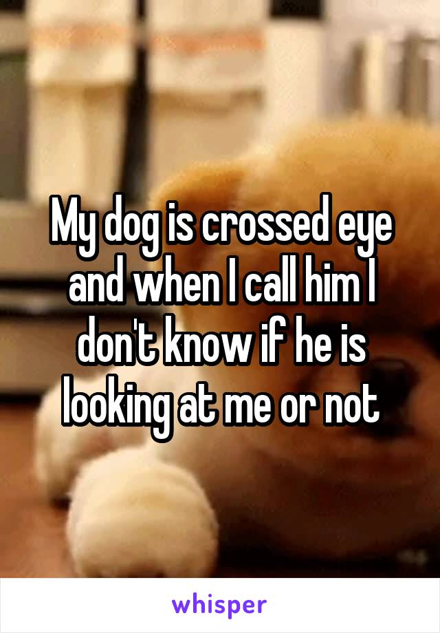 My dog is crossed eye and when I call him I don't know if he is looking at me or not