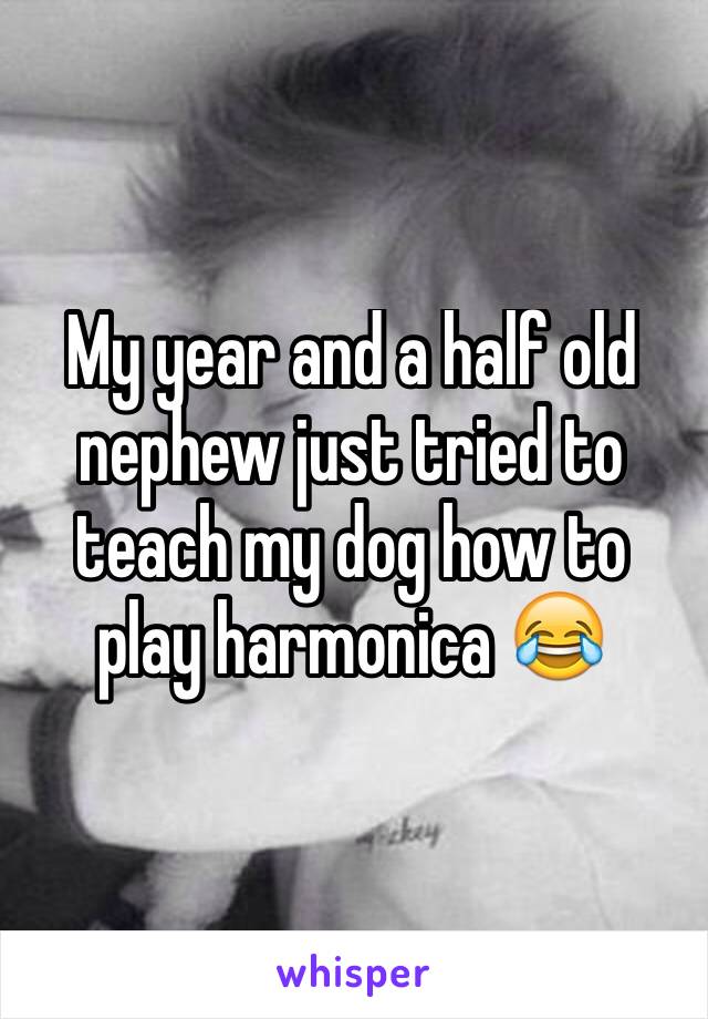 My year and a half old nephew just tried to teach my dog how to play harmonica 😂