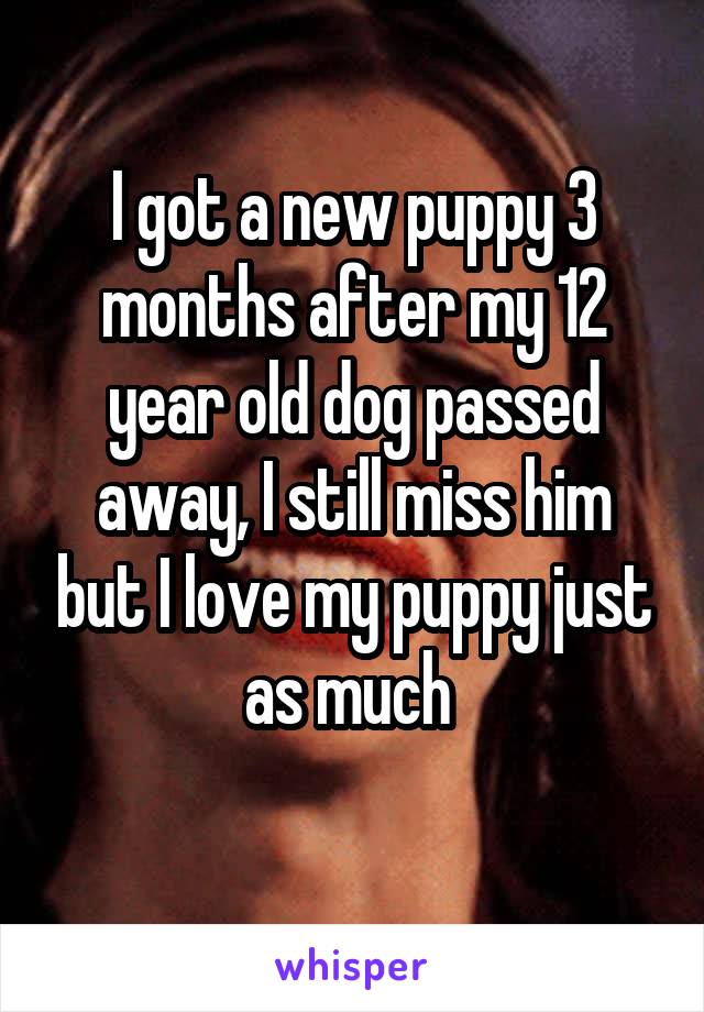 I got a new puppy 3 months after my 12 year old dog passed away, I still miss him but I love my puppy just as much 
