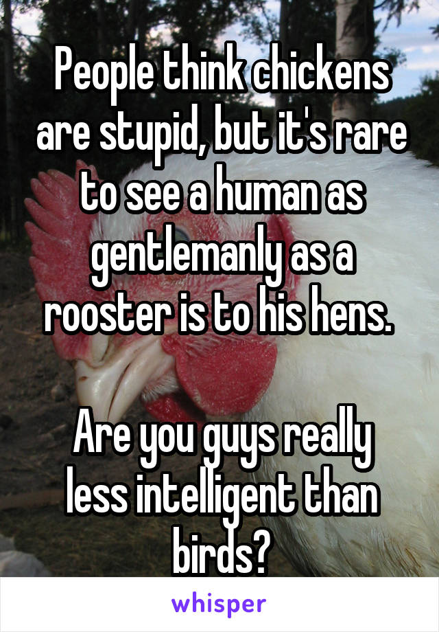 People think chickens are stupid, but it's rare to see a human as gentlemanly as a rooster is to his hens. 

Are you guys really less intelligent than birds?