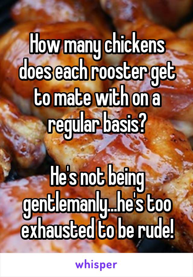 How many chickens does each rooster get to mate with on a regular basis?

He's not being gentlemanly...he's too exhausted to be rude!