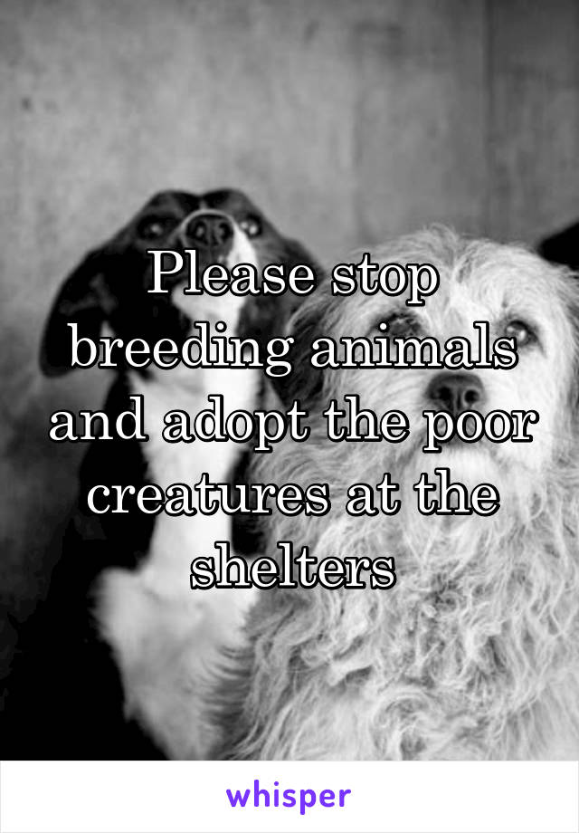 Please stop breeding animals and adopt the poor creatures at the shelters