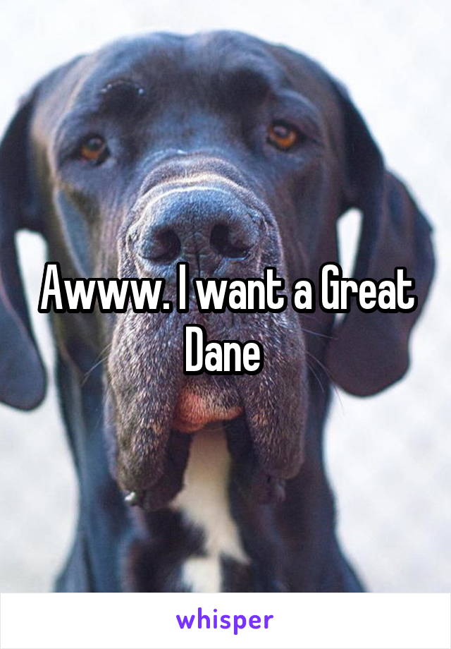 Awww. I want a Great Dane 