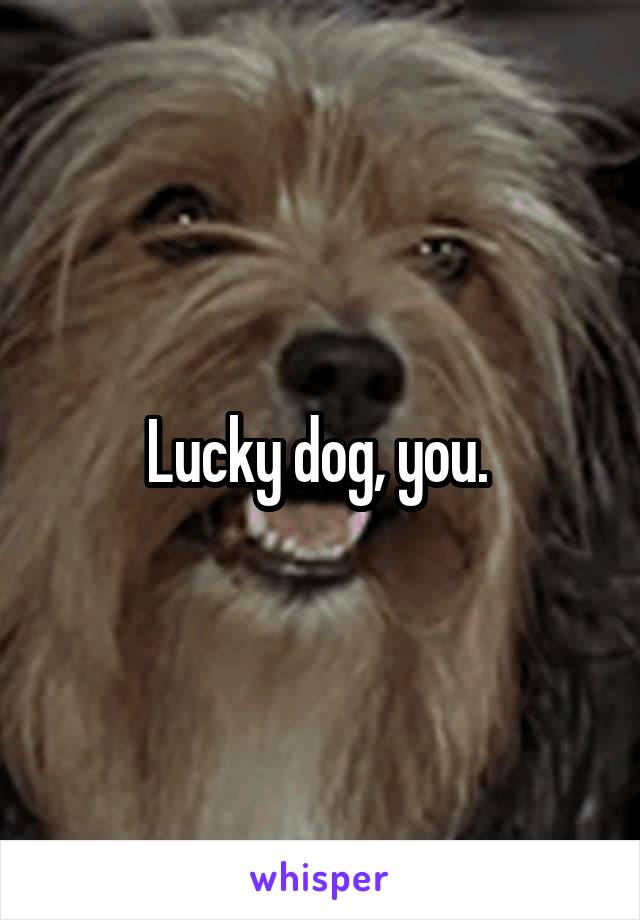 Lucky dog, you. 
