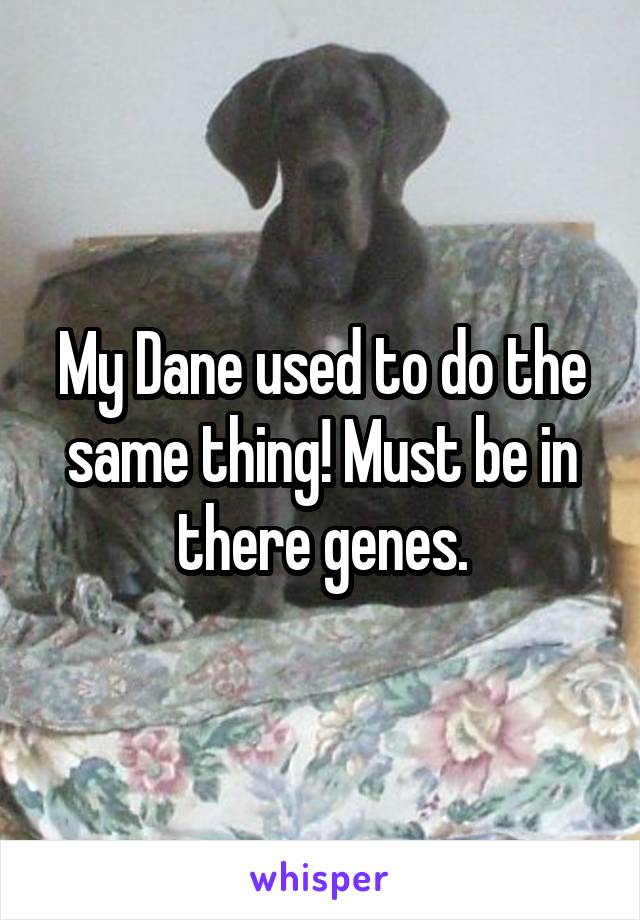 My Dane used to do the same thing! Must be in there genes.