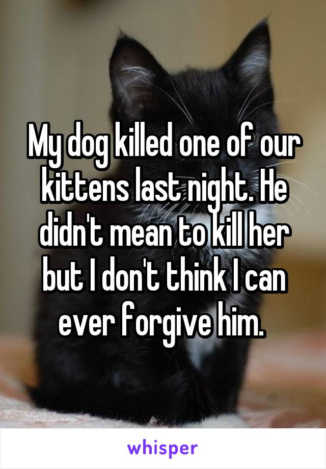 My dog killed one of our kittens last night. He didn't mean to kill her but I don't think I can ever forgive him. 