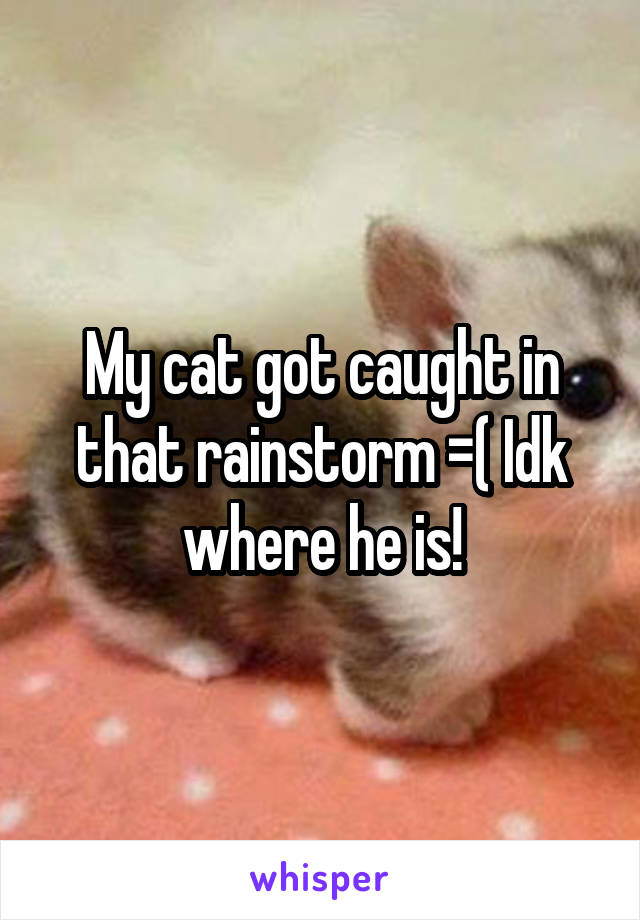 My cat got caught in that rainstorm =( Idk where he is!