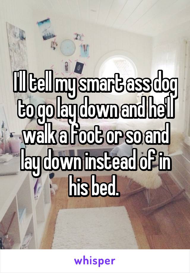 I'll tell my smart ass dog to go lay down and he'll walk a foot or so and lay down instead of in his bed. 